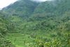 Smukke risterasser omgiver Ubud.