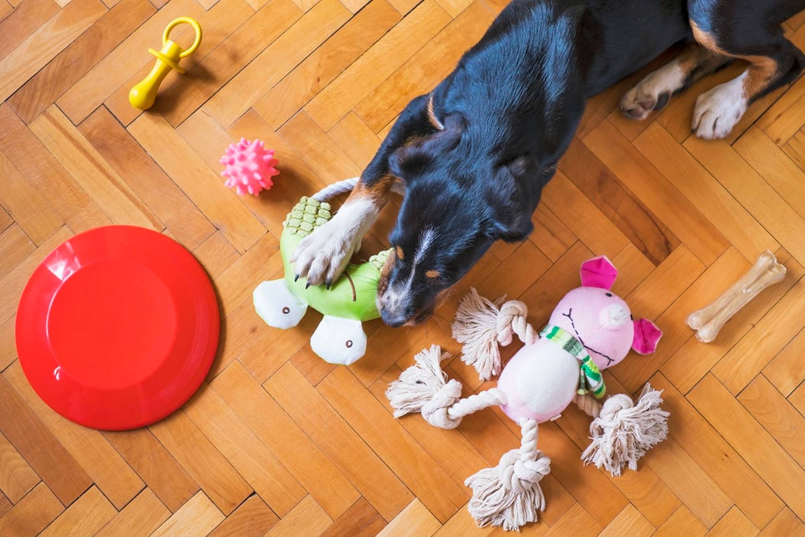 grunde til at forkæle din hund med