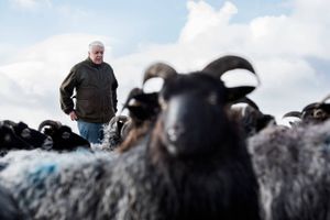 En udvidelse af det vestjyske område, hvor fåreavlerne kan få tilskud til ulvesikring, møder heftig kritik fra områdets fåreavlere. 