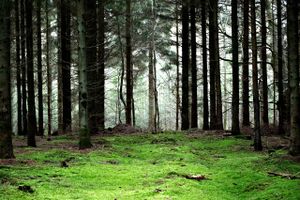 Silkeborg Kommune og Naturstyrelsen vil samarbejde om skovrejsning. Den nye skov kan blive 300 hektar stor.