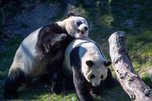 Hunnen Mao Suns brunst er ved at drive over, og derfor skiller København Zoo de to pandaer ad igen.