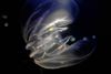 Dræbergoplen, som i fagsprog kaldes ribbegople, stammer oprindeligt fra den amerikanske østkyst. Arkivfoto: Hans Ulrik Riisgård