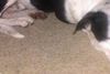 Efter at have mistet Bruno har ejerne lagt et billede af ham på donationssiden fundrazr.com. Hundens ene ejer Chermaine Letham annoncerer også et sponseret arrangement, hvor de indsamlede penge vil gå til SPCA i Skotland - Scotland's Animal Welfare Charity.