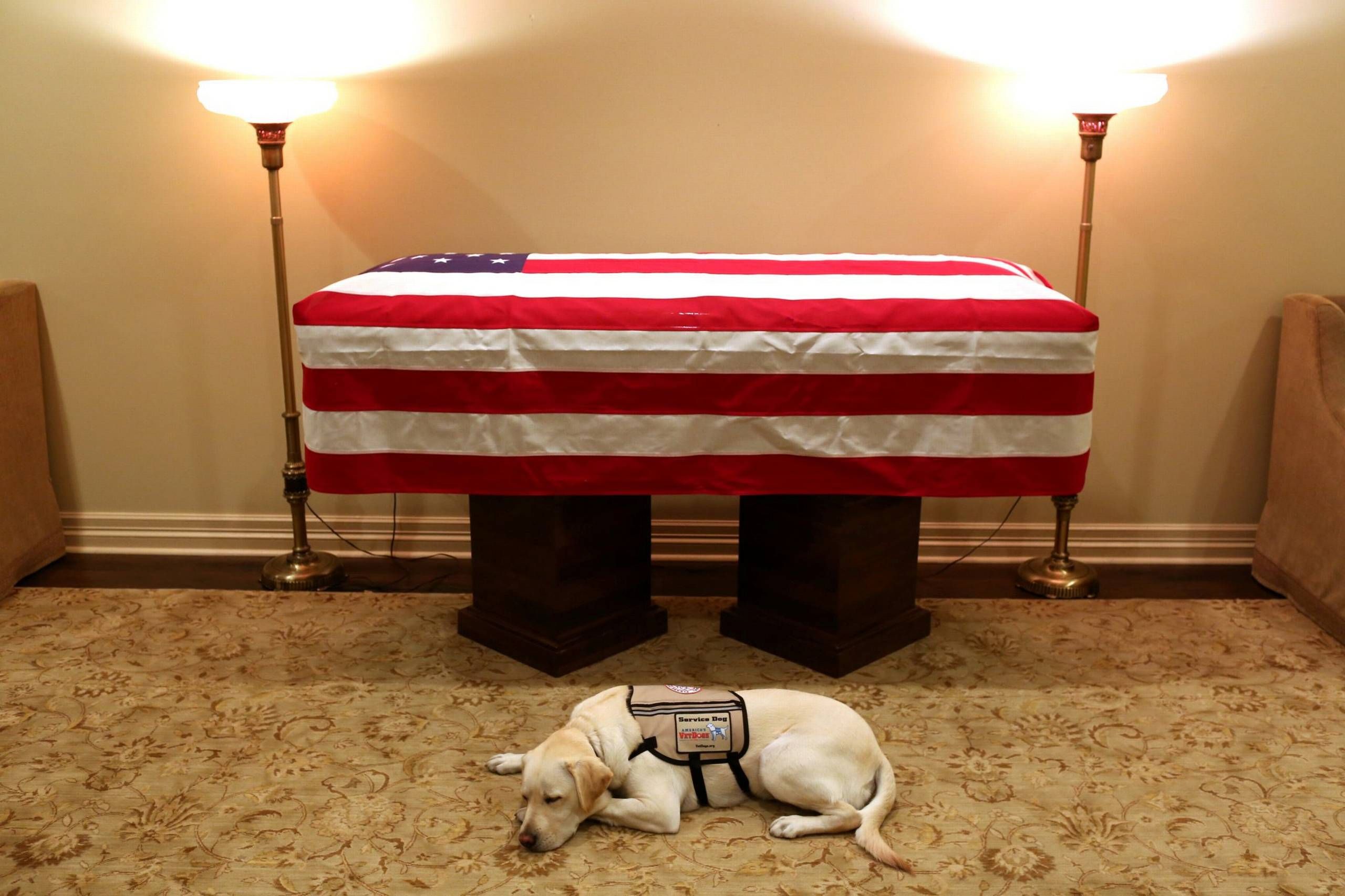 Servicehund ærer og følger fortsat den afdøde