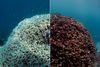 Korallerne er ikke til at redde, så længe havtemperaturen fortsætter med at stige som konsekvens af den globale opvarmning, mener forskere. Foto: AP.