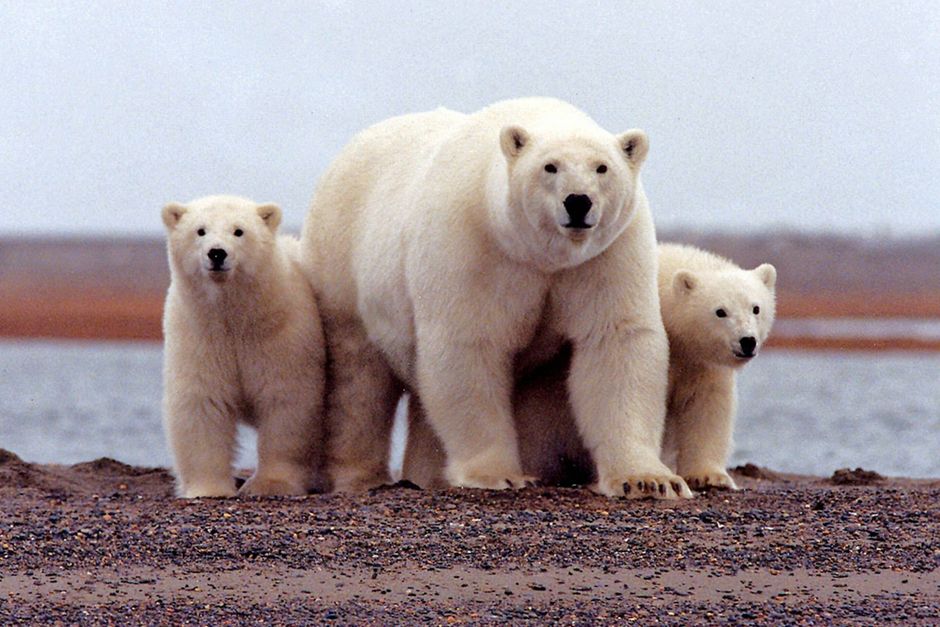 Vigtigt at isbjørneturisme sker under kontrollerede former, lyder det fra chef i Grønlands Naturinstitut.