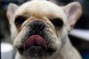 Sebastian Klein, der er medlem af dyreetisk råd, sagde ved paneldebatten tirsdag aften, at hundens udseende i dag er resultatet af menneskeskabt design. På billedet ses en hund af racen fransk bulldog. Foto: Kankanit Wiriyasajja/AP Photo