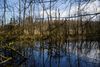 I 2019 lovede Mette Frederiksen bl.a. at etablere 75.000 hektar urørt sko og 15 nye naturnationalparker. Arkivfoto: Anders Rye Skjoldjensen/Ritzau Scanpix