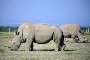 Et storstilet projekt for at få bestanden af det nordlige hvide næsehorn op er i gang. To hunner er tilbage.