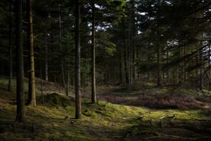 Aftale om yderligere 30.000 hektar urørt skov i Danmark glæder Danmarks Naturfredningsforening.