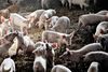 Landbruget brugte i 2014 omkring 86 ton antibiotika, og det tal skal ned, så der i 2018 i alt bliver brugt højst cirka 73 ton antibiotika. Foto: Joachim Adrian