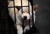 Sky News' undersøgelse viste, at der var pels fra hunde, katte, kaniner og vaskebjørne i "faux fur"-produkter. Foto: AP