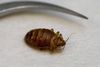En væggelus er en lille, brun tæge på ca. 6 mm. Foto: Finn Frandsen/Polfoto