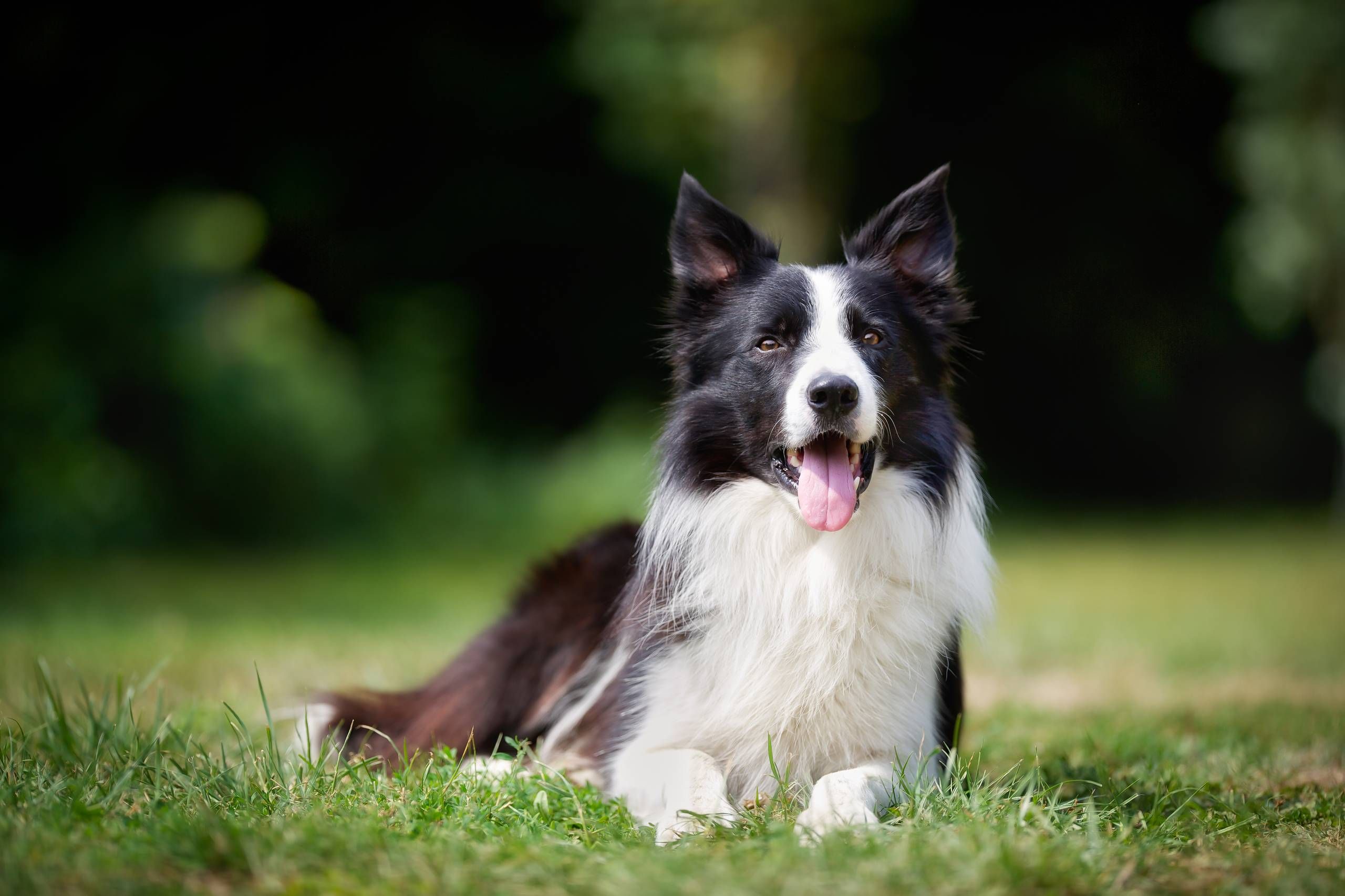 Nye målinger: Hunde kopierer ejeres stress