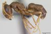 Den invasive havemyre, kaldet Lasius neglectus. Foto: April Nobile/www.antweb.org