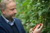 Danmarks største tomatproducent Mads Pedersen går nu i gang med at producere cannabis i stor skala. Sammen med et børsnoteret canadisk selskab vil han bygge en cannabisfabrik, som kan generere en årsomsætning på 1,5 mia. kr. Foto: Benjamin Nørskov