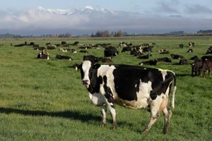 Et forslag om skat på køers prutter og bøvser er ikke faldet i god jord hos de newzealandske landmænd.