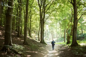 Britiske forskere råder folk til at gå ture i skoven for at forebygge vinterdepression. Forslaget får stærk opbakning fra en norsk forsker.