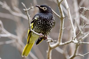 Forskerne kunne ikke genkende fuglenes sang, og det mener de kan skyldes, at fuglene slet ikke har lært tonerne, da der er så få artsfæller, de kan lære fra.