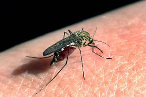 Et nyt forsøg kan være med til at forklare, hvorfor nogle af os oftere bliver stukket af myg end andre. 