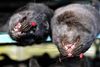 Af fare for mutation af virus blev mink aflivet rundtom i landet sidste år. Arkivfoto: Ernst van Norde/Ritzau Scanpix