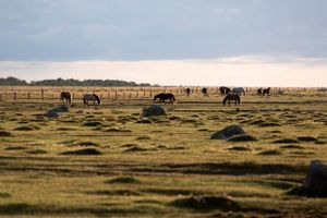 Selv hestene er stille på Læsø, som beskrives som en af de få, helt stille steder i Danmark
Foto: Tao Lytzen