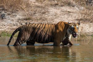 Den indiske premierminister, Narendra Modi, kalder den nye optælling af tigre for "et stolt øjeblik".