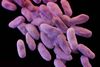 Et computergenereret kunstnerisk forsøg på at illustrere en såkaldt ”superbug” – en bakterie der er resistent overfor antibiotika. Illustration: AP