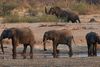 Rapporten måler bestanden af knap 21.000 forskellige bestande af vilde dyr. På billedet ses elefanter i Zimbabwe. Foto: Philimon Bulawayo/Reuters