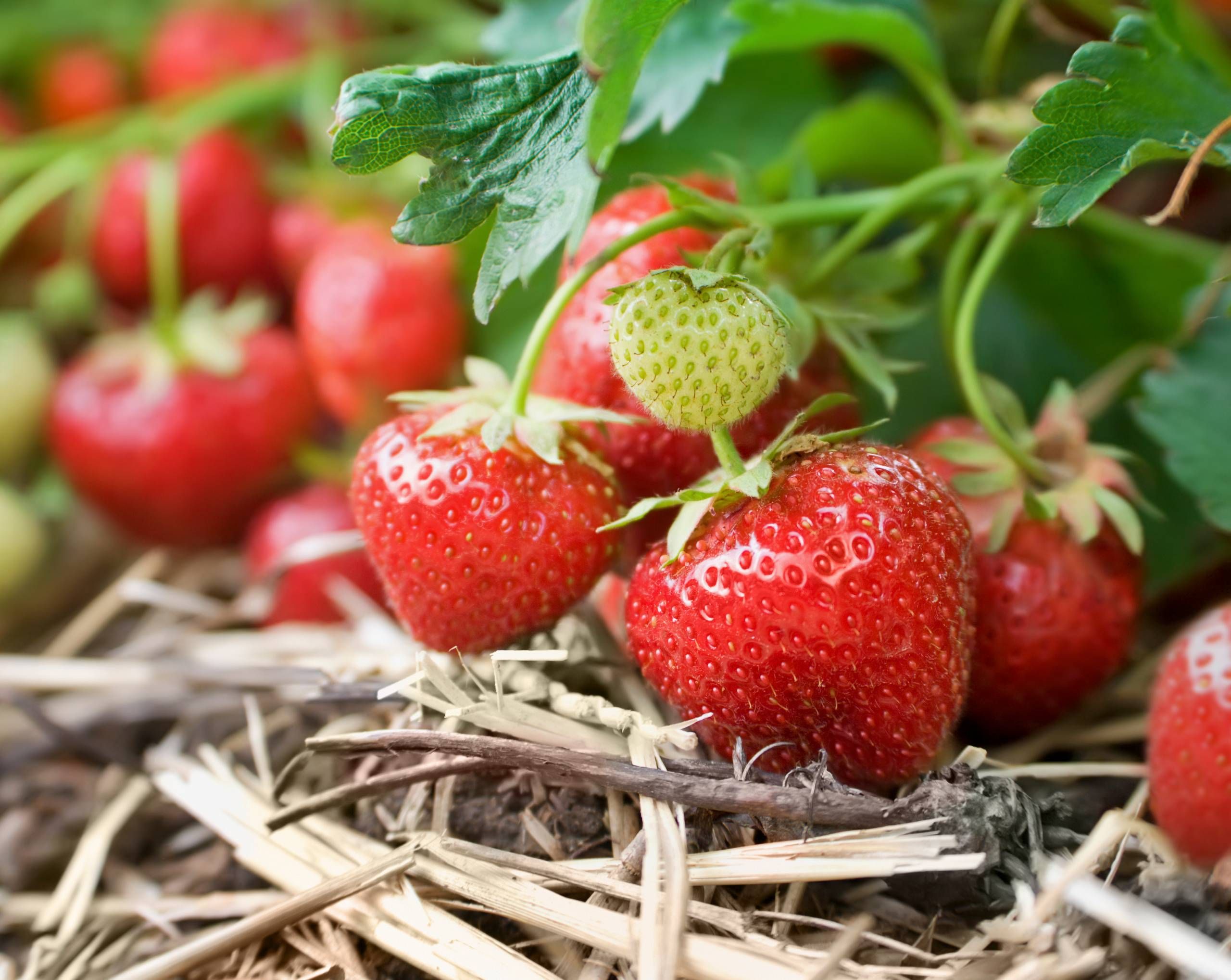 Plant jordbær i og flere jordbær