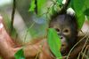 En kvælende gul røg ligger som et tæppe over dele af den enorme ø, og orangutangerne bliver syge i det dårlige luftmiljø.