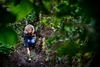 Susanne Reppien lægger en blomst i krattet, hvor hendes mor blev fundet død – en måned efter at hun havde forladt sit plejehjem. Foto: Jan Dagø