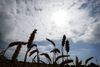 Sommerens tørke har reduceret den globale hvedehøst med 35 mio. tons. Dermed bliver det nødvendigt at gøre et stort indhug i lagrene det kommende år. Foto: Jens Dresling