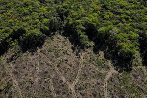 Med to måneder tilbage af 2022 kan det allerede udråbes til at være det værste år for skovrydning siden 2015.