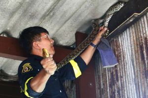 Sidste år var det i et sådan omfang, at det lokale brandvæsen i Bangkok brugte flere kræfter på at fange slanger end på at slukke ildebrande.