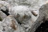 De første forstenede fodspor fra en dinosaur, der blev fundet i Danmark, blev opdaget på Bornholm og er lavet af en type pansret dinosaur, som stegosaurus eller ankylosaurus. Foto: Jesper Milán