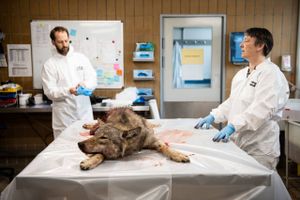 DTU Veterinærinstitut i København undersøger ulven, der blev skudt ved Ulfborg. Foto: Gregers Tycho