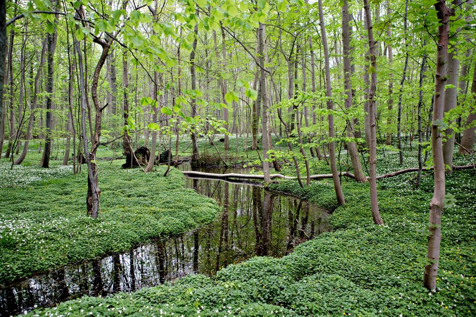 Tre års debat om vildskov kan slutte onsdag, hvis byrådet vedtager indstilling. SF-ordfører vil fortsætte kampen for mere vild natur. 