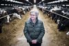 Landmandskonen Anne Lise Kappelgaard i stalden med 500 køer. Hun og hendes mand, Peder Kappelgaard, har nu overdraget landbruget til deres søn. Han er 10. generation på slægtsgården. Foto: Mathias Svold