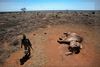 Krybskytteriet i de kenyanske nationalparker er nærmest ude af kontrol. Denne elefant blev nedlagt med en giftpil i Tsavoparken, inden krybskytterne huggede de eftertragtede stødtænder af. Meget af elfenbenet smugles ud via Somalia. Arkivfoto: Karel Prinsloo/AP