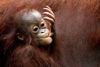 Ifølge Verdensnaturfonden er klimaforandringer den største trussel for særlige syrearter. Foto: APWong Maye-E