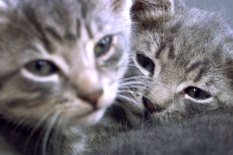 Dyrenens Beskyttelse: katte smides i skraldespanden