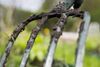 Skal der plantes noget nyt i haven, så er det nu, man skal få fingeren ud - og hænderne i jorden. Foto: Janus Engel