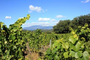 Frankrigs vineksport til USA styrtdykkede, efter at amerikanerne indførte øget told på nogle europæiske varer.