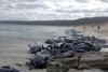 Fredag var der stadig håb for 15 af hvalerne. Foto: AFP/Western Australia Department of Biodiversity Conversation and Attractions