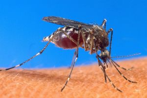 Hidtil har forskere forsøgt at bekæmpe malaria i mennesker, men med ny vaccine vil man bekæmpe den inde i myg.