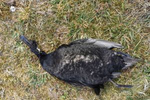 På Læsø er der dukket en lang række døde ænder op langs øens kyster. Hvorfor fuglene er døde, og hvorfor de er endt netop der, er endnu uvist. 