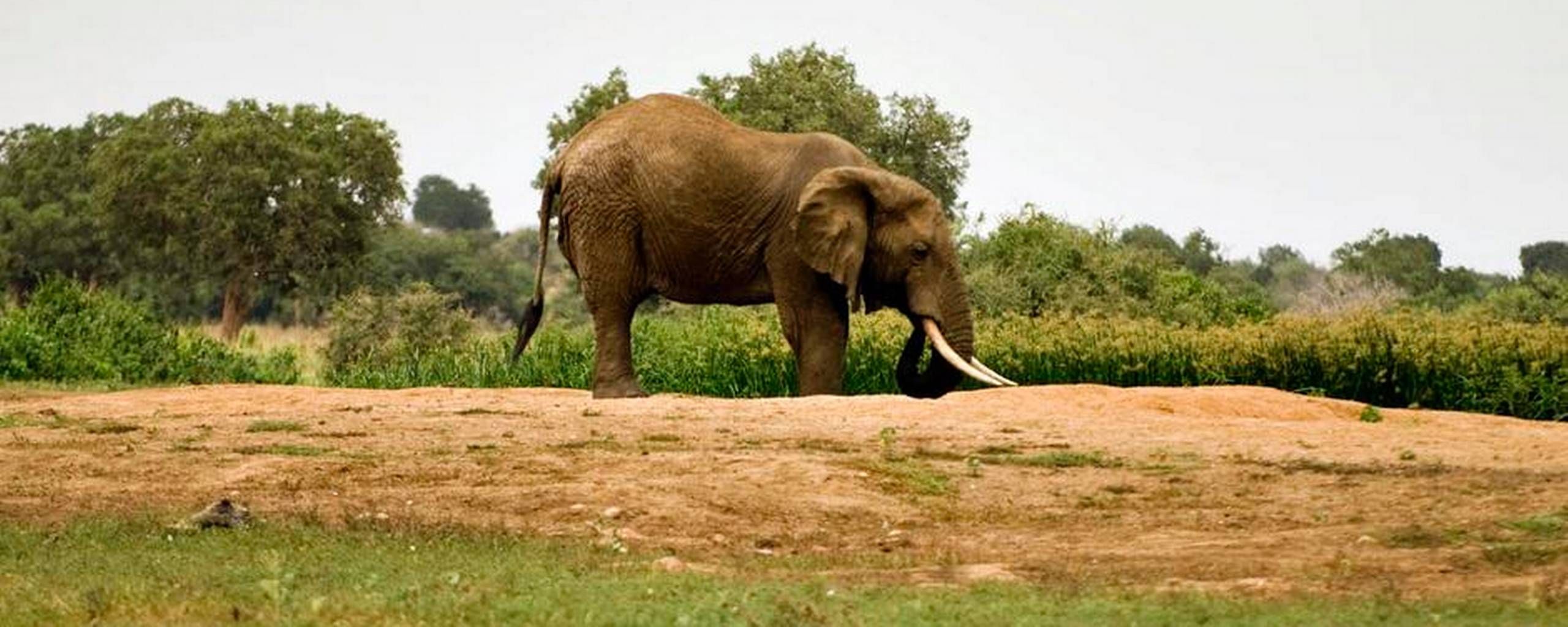 Monet Humanistisk biord Elefanten hersker på savannen