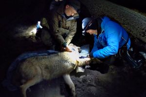 Dansk ulv er blevet udstyret med GPS-halsbånd. Det skal bl.a. fortælle, hvor ulvene færdes, og hvor sky de er.  