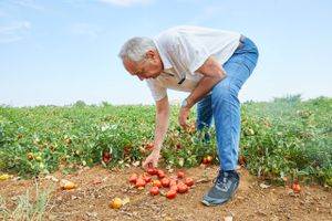 Faktisk fylder produktionen så meget, at rundkørslerne i høstsæsonen flyder med tomater, der er tabt fra lastbiler. De er tabt på vej til fabrikkerne, hvor nogle af verdens førende dåsetomater bliver til.
